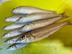 キスの釣果