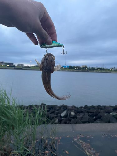 アナハゼの釣果