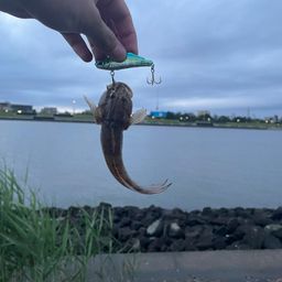 アナハゼ