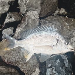 チヌ
