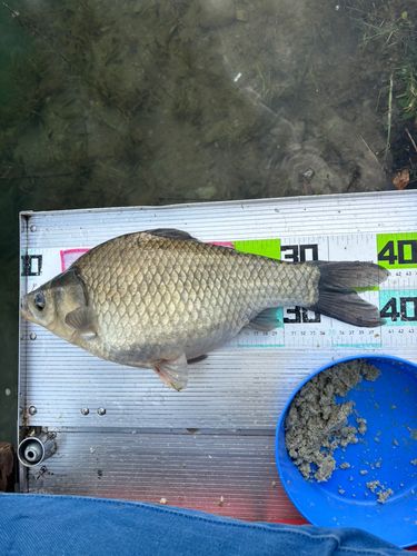 ヘラブナの釣果