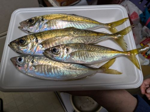 アジの釣果