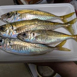 アジ