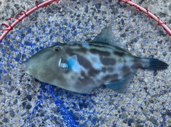 ウマヅラハギの釣果