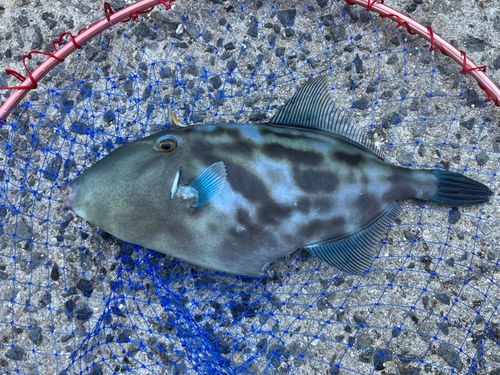 ウマヅラハギの釣果