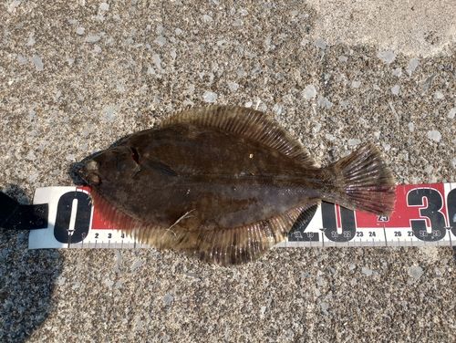 カレイの釣果