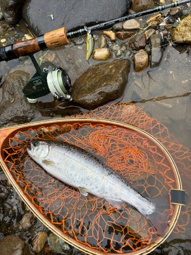 ヤマメの釣果