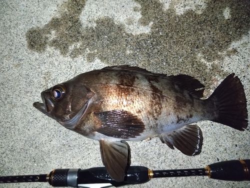 クロメバルの釣果
