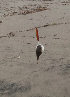 クサフグの釣果