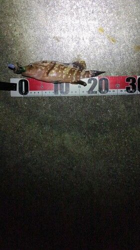 アコウの釣果