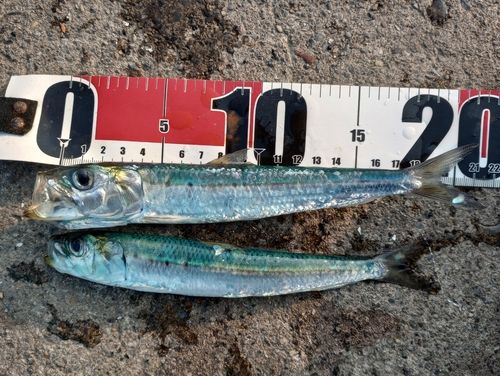 イワシの釣果