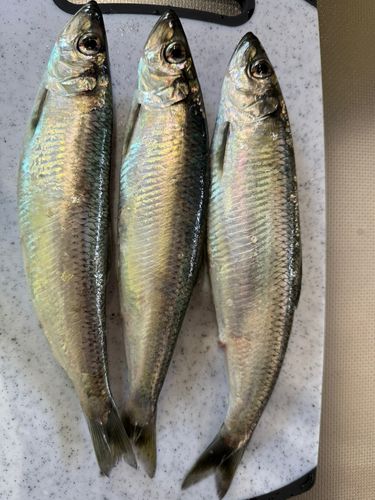 ニシンの釣果