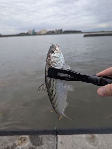 コノシロの釣果