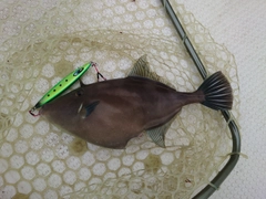 カワハギの釣果