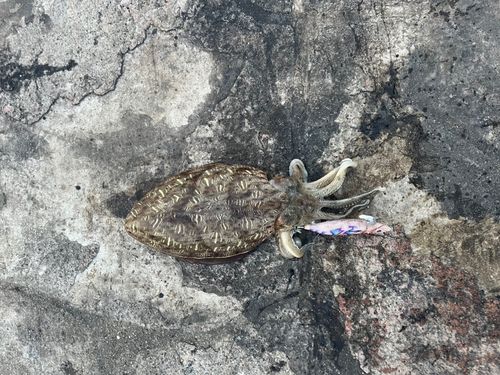 コウイカの釣果