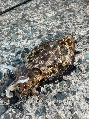 モンゴウイカの釣果