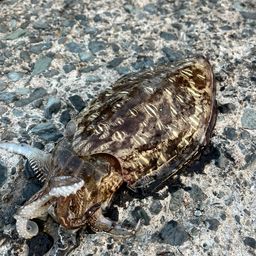 モンゴウイカ