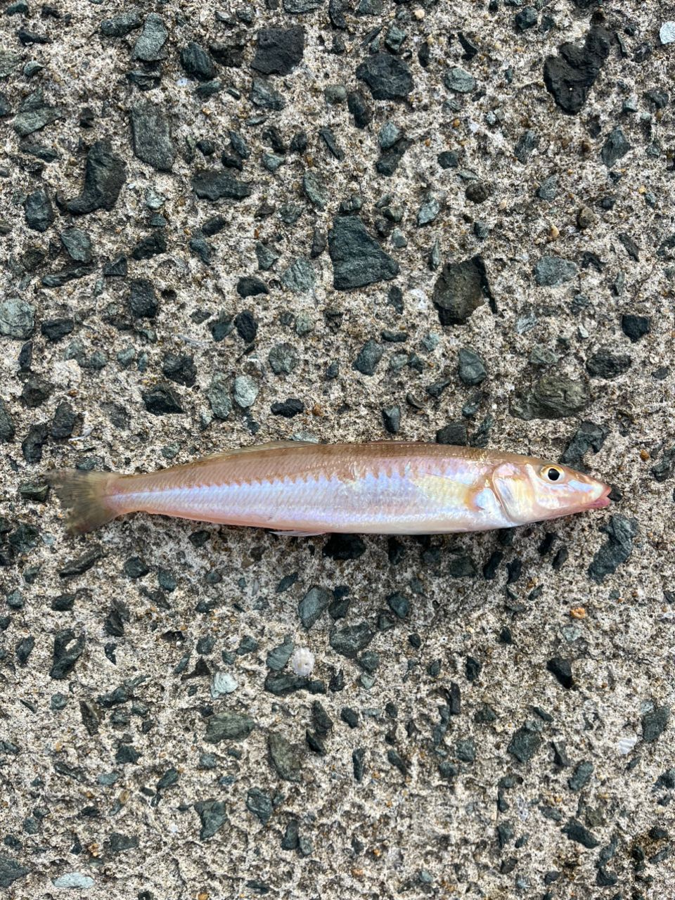 モンゴウイカ