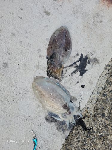 カミナリイカの釣果