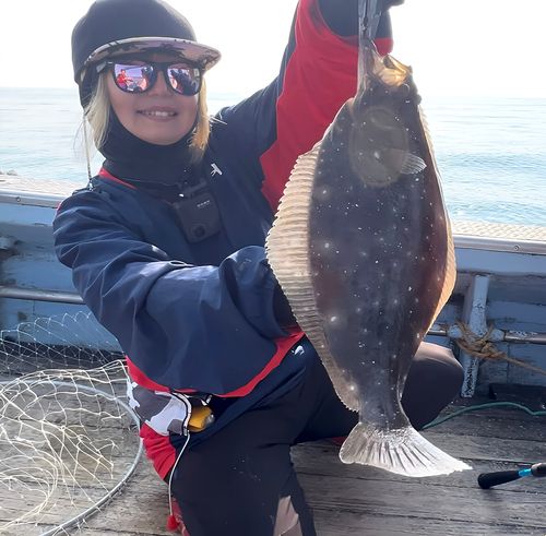 ヒラメの釣果
