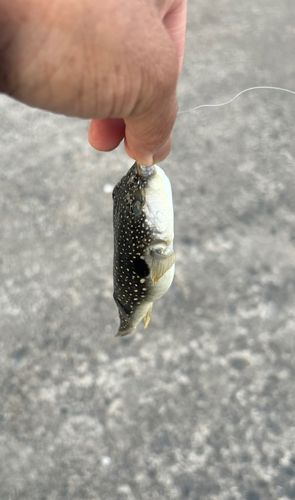 クサフグの釣果