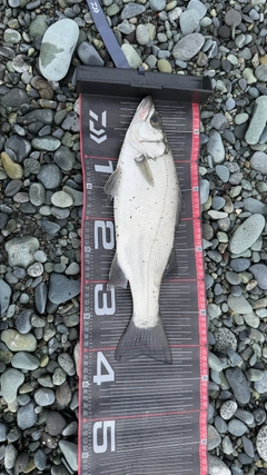 フッコ（ヒラスズキ）の釣果