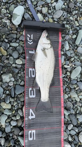 フッコ（ヒラスズキ）の釣果