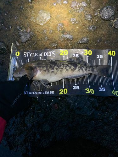 アブラコの釣果