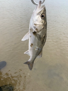 セイゴ（マルスズキ）の釣果