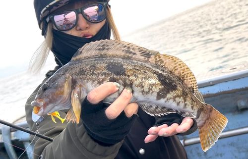アイナメの釣果