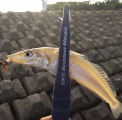 キスの釣果
