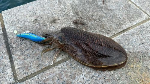 コウイカの釣果