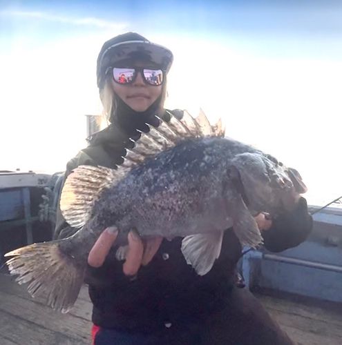 クロソイの釣果