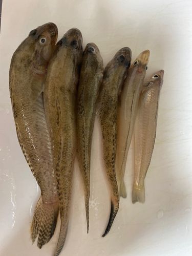 ハゼの釣果