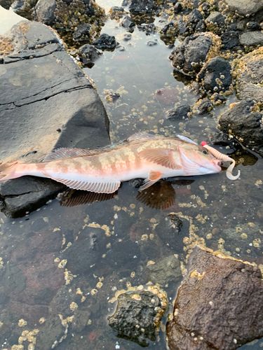 ホッケの釣果