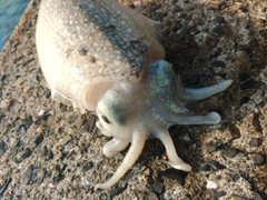 シリヤケイカの釣果