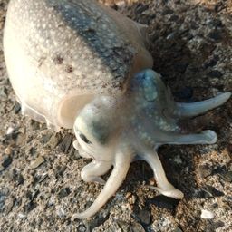 シリヤケイカ