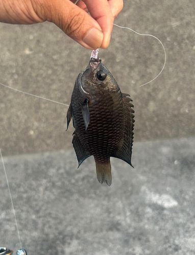 スズメダイの釣果