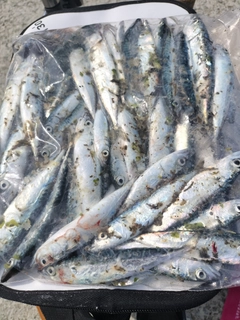 サバの釣果