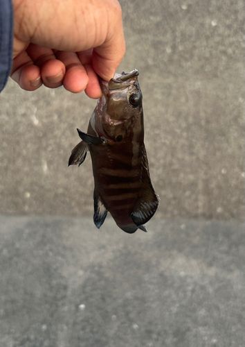 ヤミハタの釣果