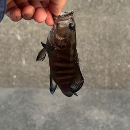 ヤミハタ