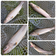 イワナの釣果
