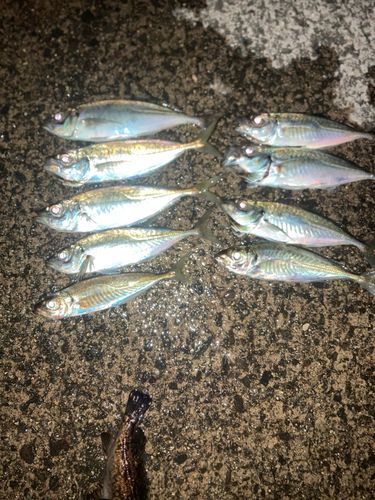 アジの釣果