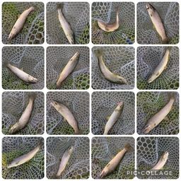 ブラウントラウト