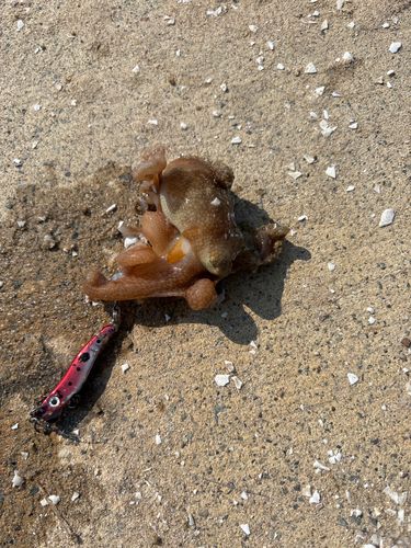 タコの釣果