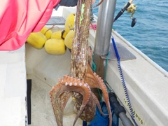 タコの釣果