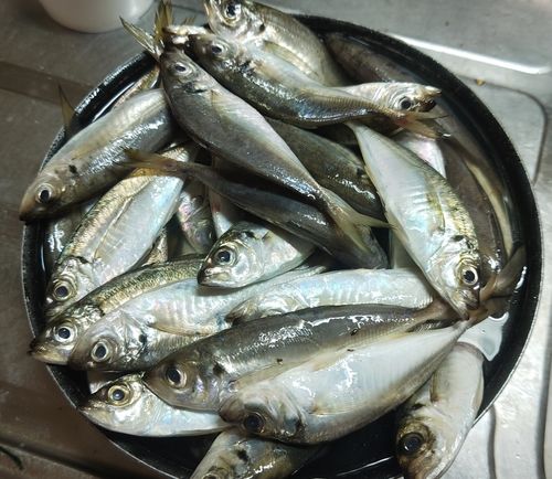 アジの釣果