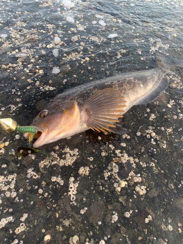 アブラコの釣果