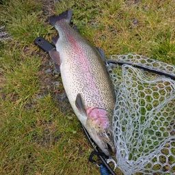 レインボートラウト