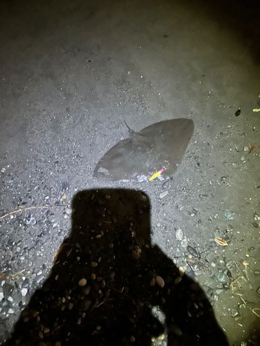 ツバクロエイの釣果